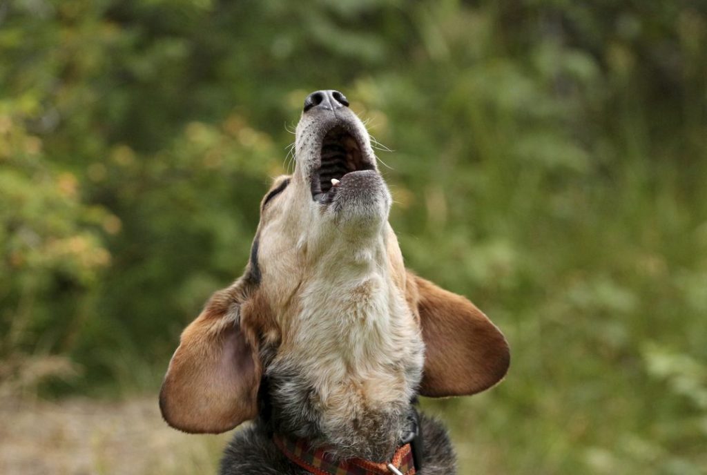 Dog Howeling, Pets, behaviour