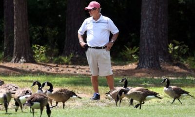 Goose Repellent, Geese, Yard, lawn