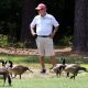 Goose Repellent, Geese, Yard, lawn