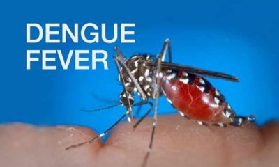 dengue fever outbreak northeastern thailand,