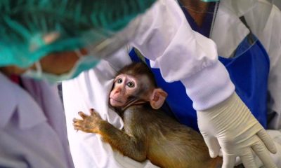 Thailand, Covid-19, Vaccine, Monkeys