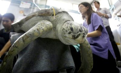Veterinarians Remove 915 Coins from Green Sea Turtles Stomach
