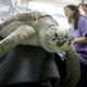 Veterinarians Remove 915 Coins from Green Sea Turtles Stomach
