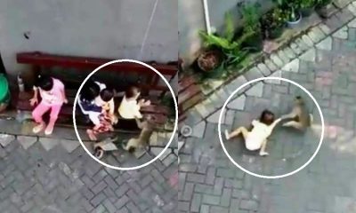 Video of Monkey Grabbing Toddler Shocks Netizens Worldwide