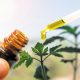 Difference Between CBG Oil and Cannabidiol (CBD) Oil