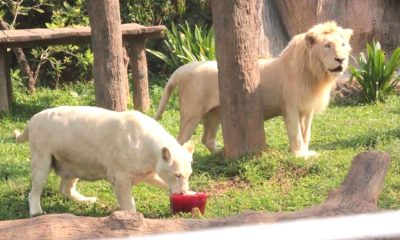 Khon Kaen Zoo Serves Up Frozen Dinners to Keep Animals Cool