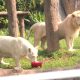 Khon Kaen Zoo Serves Up Frozen Dinners to Keep Animals Cool