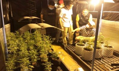 Marijana, Growing, Thailand