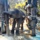 Baby elephant, thailand, training