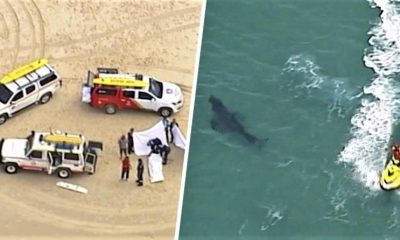 shark, sufer, australia, attack