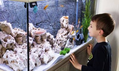 Turtle Aquarium Hobby Fish Tank