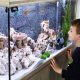 Turtle Aquarium Hobby Fish Tank