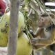 Thailand Monkey labour, Coconuts, PETA