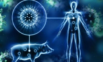 swine flu virus, Threat, Thailand