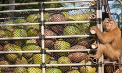 PETA,Thailand, coconuts, monkeys