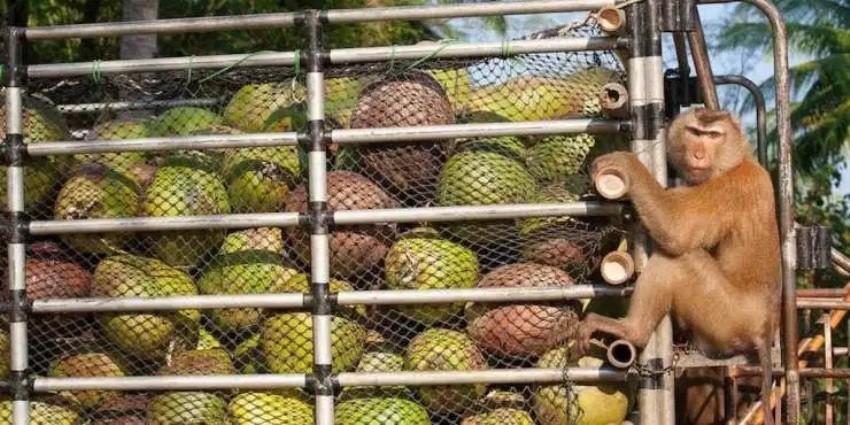 PETA,Thailand, coconuts, monkeys