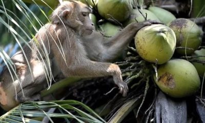 PETA, Thailand, coconuts, Monkeys