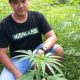 Grow, Marijuana, Thailand