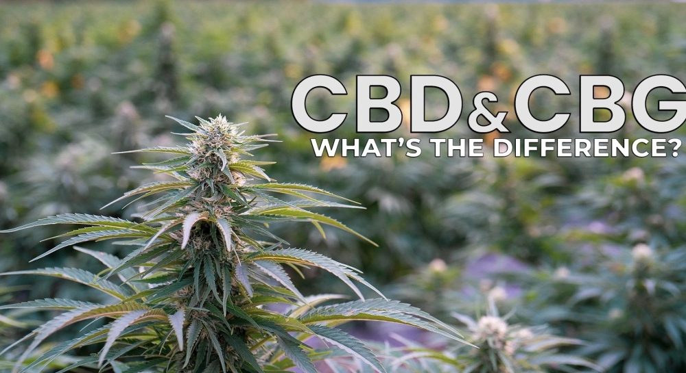 phytocannabinoids CBG and CBD