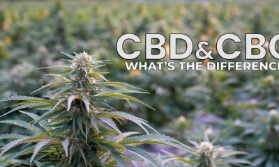 phytocannabinoids CBG and CBD