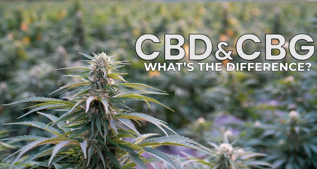 phytocannabinoids CBG and CBD