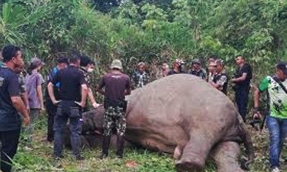 Elephant, Thailand Ivory, poachers