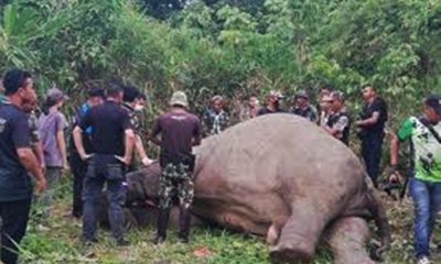 Elephant, Thailand Ivory, poachers