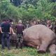 Elephant, Thailand Ivory, poachers