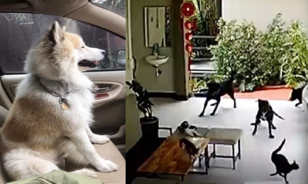 German Expats, Rottweilers,Bangkaew dog