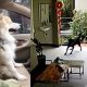 German Expats, Rottweilers,Bangkaew dog