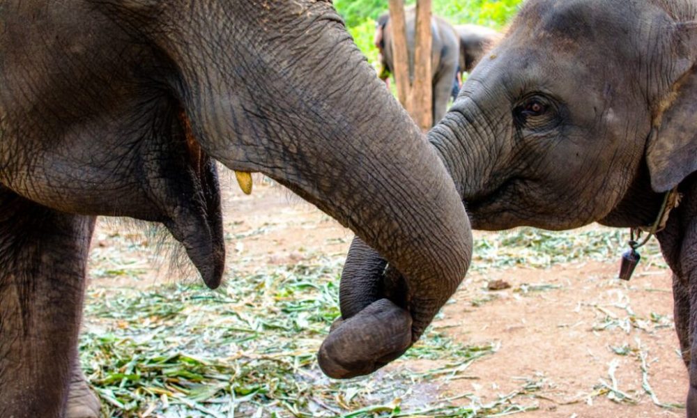 Thailand, Animal Abuse, Elephants, Monkeys