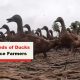 Ducks, Rice Farmers, Thailand
