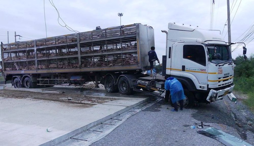 Hundreds of Pigs Killed after Transport Truck Crashes in Central Thailand