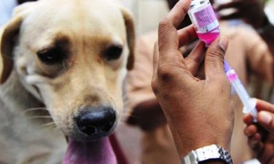 Thailand Aims to Be the First Asean country to Eradicate Rabies