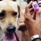 Thailand Aims to Be the First Asean country to Eradicate Rabies