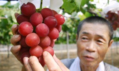 Tests on Thai Fruit Finds Red Grapes with High in Chemical Contamination