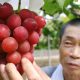 Tests on Thai Fruit Finds Red Grapes with High in Chemical Contamination