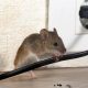 Mouse Control is on the Table Only if Seen Running on Capitol Hill