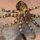 Seafood Buyers Warned after highly-Poisonous Octopus Found in Market