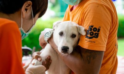 Soi Dog Foundation Celebrates Half-a-Million Sterilizations
