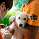 Soi Dog Foundation Celebrates Half-a-Million Sterilizations