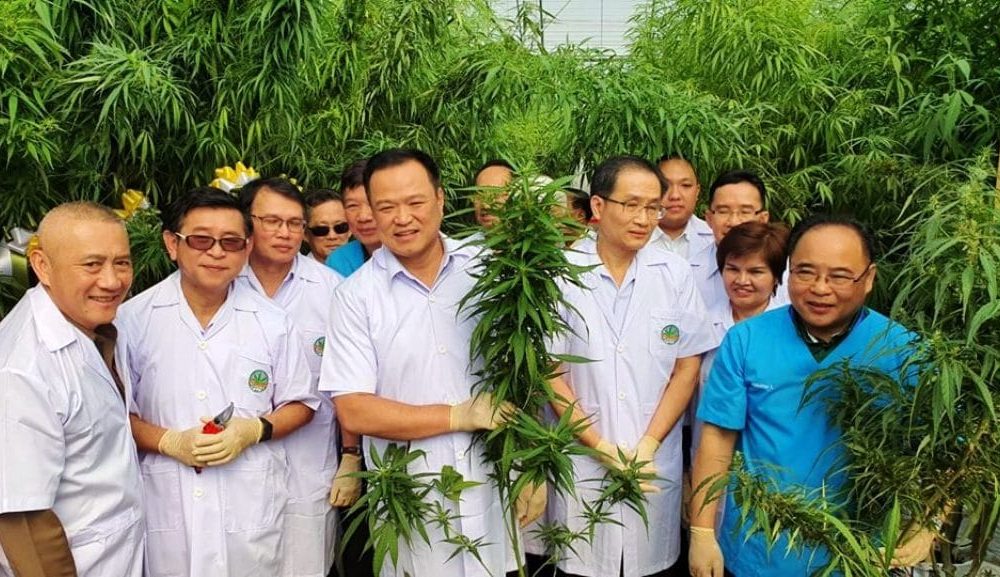cbd, drug law,Thailand,Medical ,Marijuana, Tour
