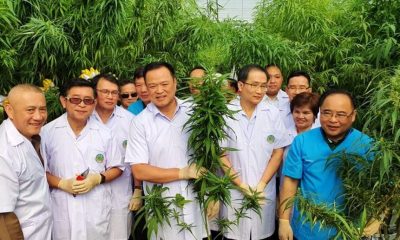 cbd, drug law,Thailand,Medical ,Marijuana, Tour