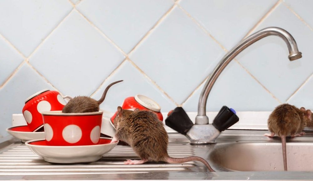Understanding the Health Implications of Not Having Rodent Control