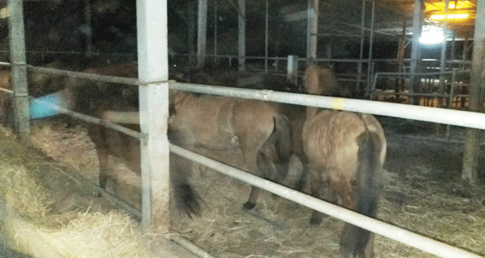 Man Arrested for Selling 44 Horses to an Illegal Slaughter House