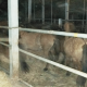 Man Arrested for Selling 44 Horses to an Illegal Slaughter House
