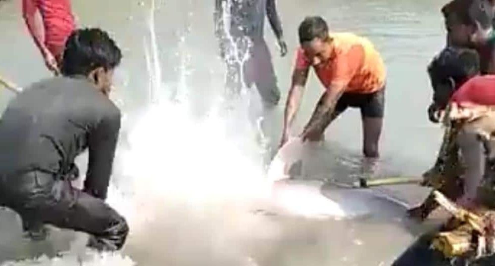 Three Arrested in India for Killing Endangered Ganges River Dolphin's