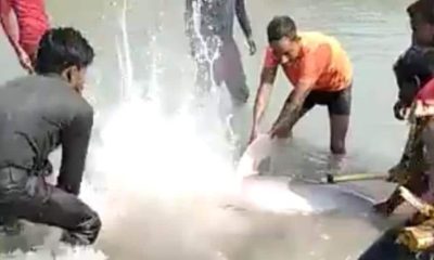 Three Arrested in India for Killing Endangered Ganges River Dolphin's