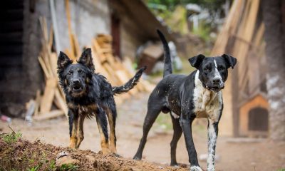 aggression, Aggressive Dogs , behavior