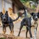 aggression, Aggressive Dogs , behavior